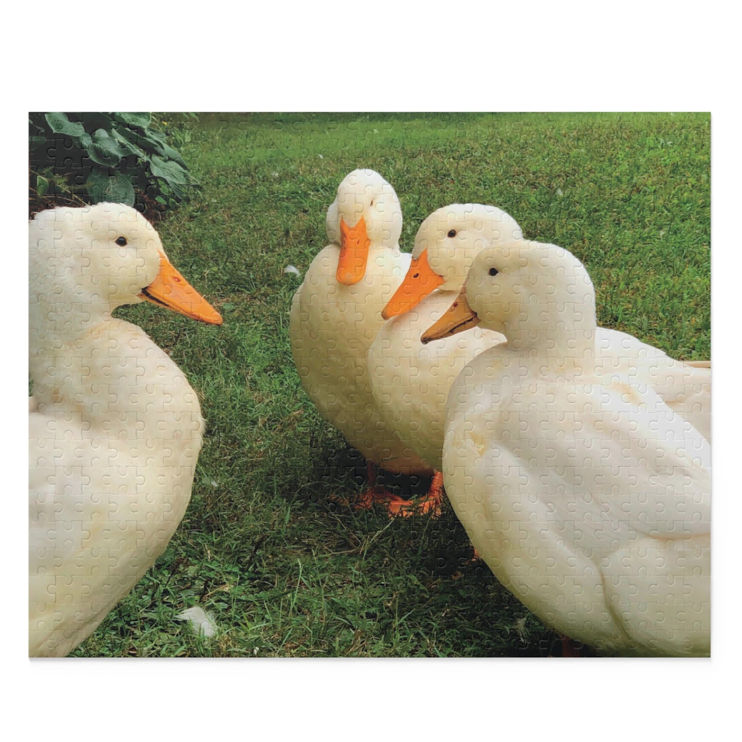 "What's quacking?" Backyard Ducks 500-Piece Puzzle