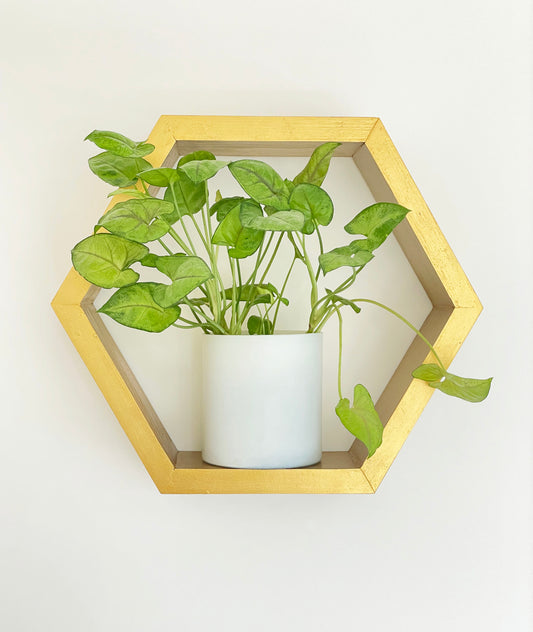 Golden Honeycomb Display Shelf