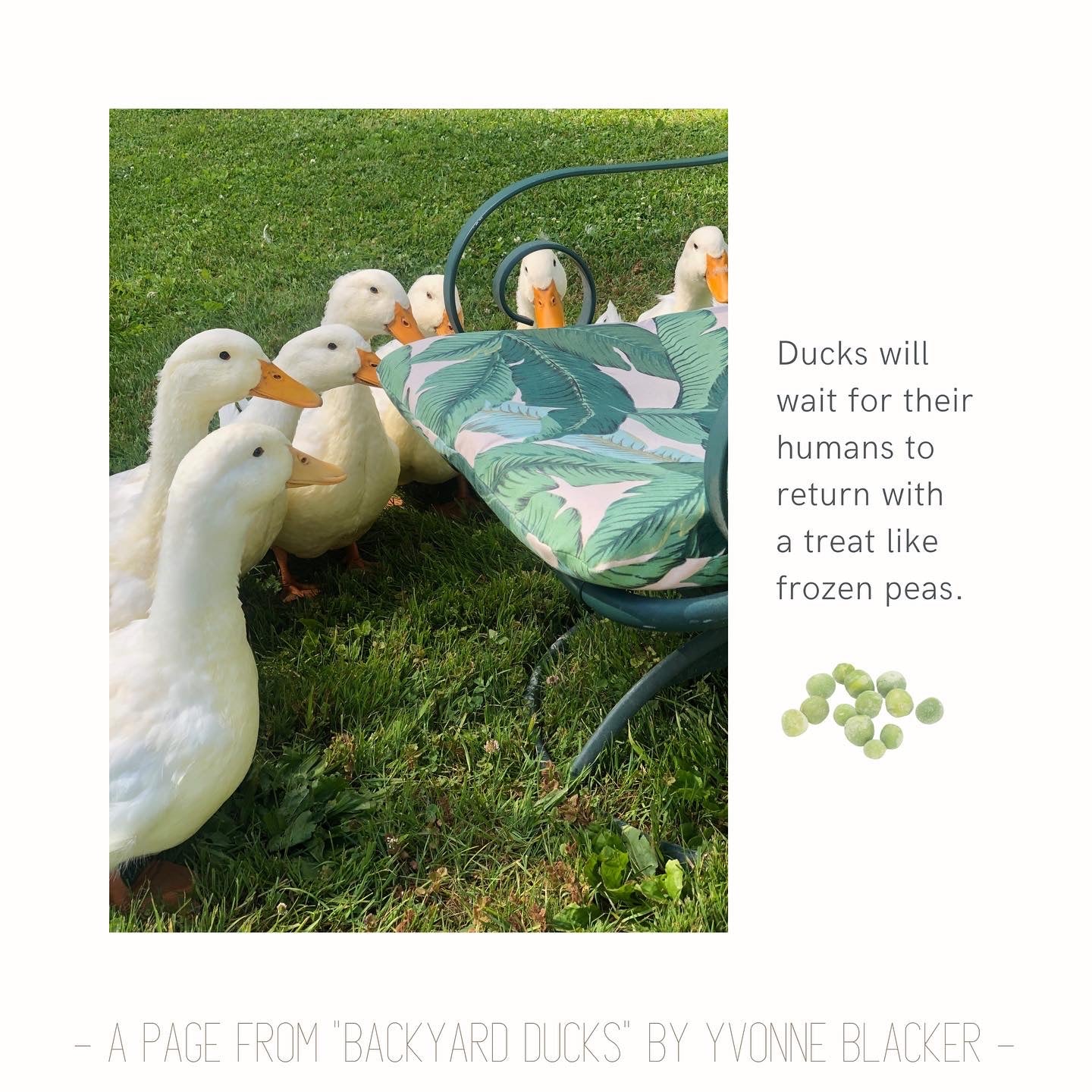 “Backyard Ducks” by Yvonne Blacker (hardcover edition)